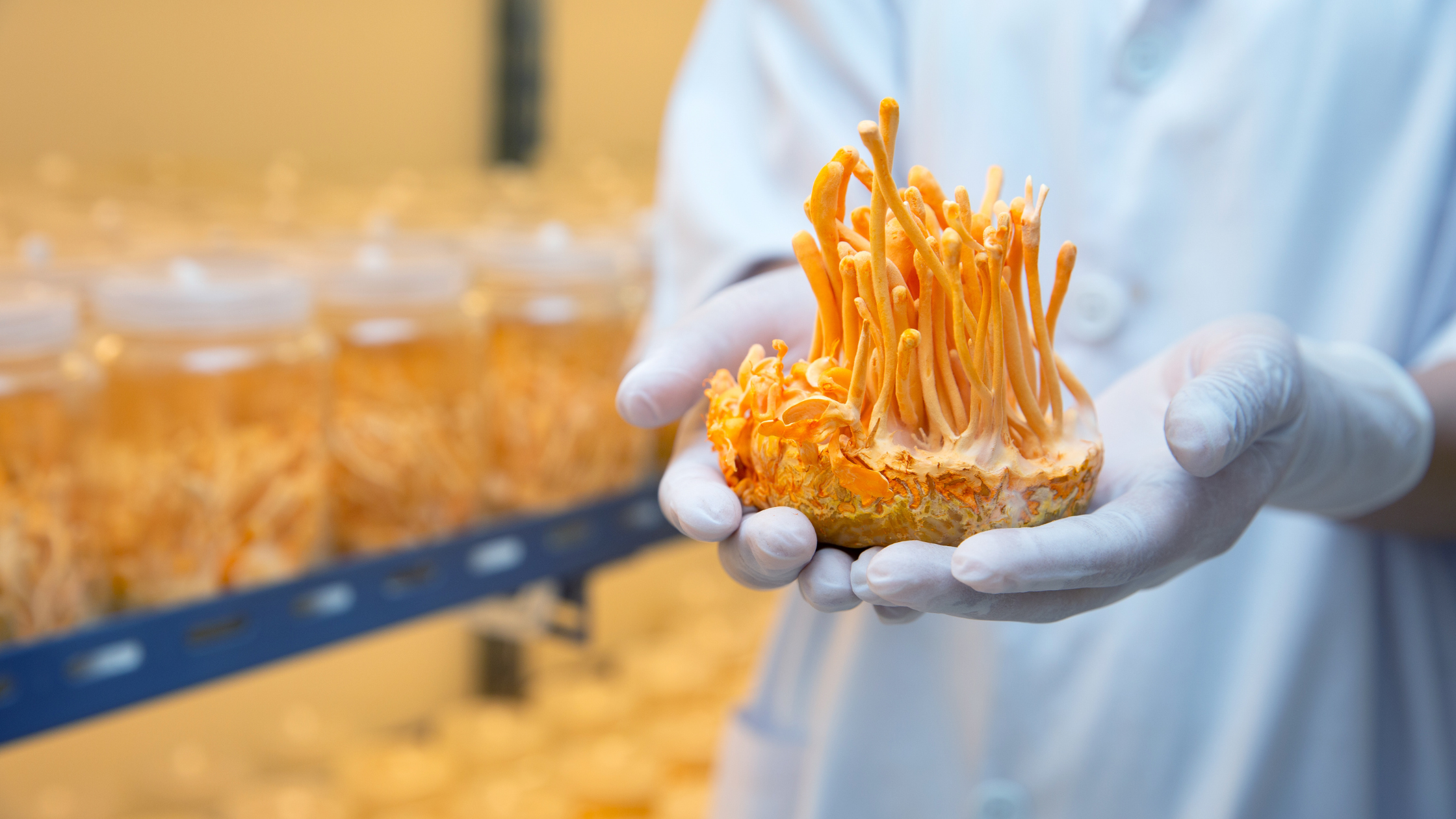 Cordyceps