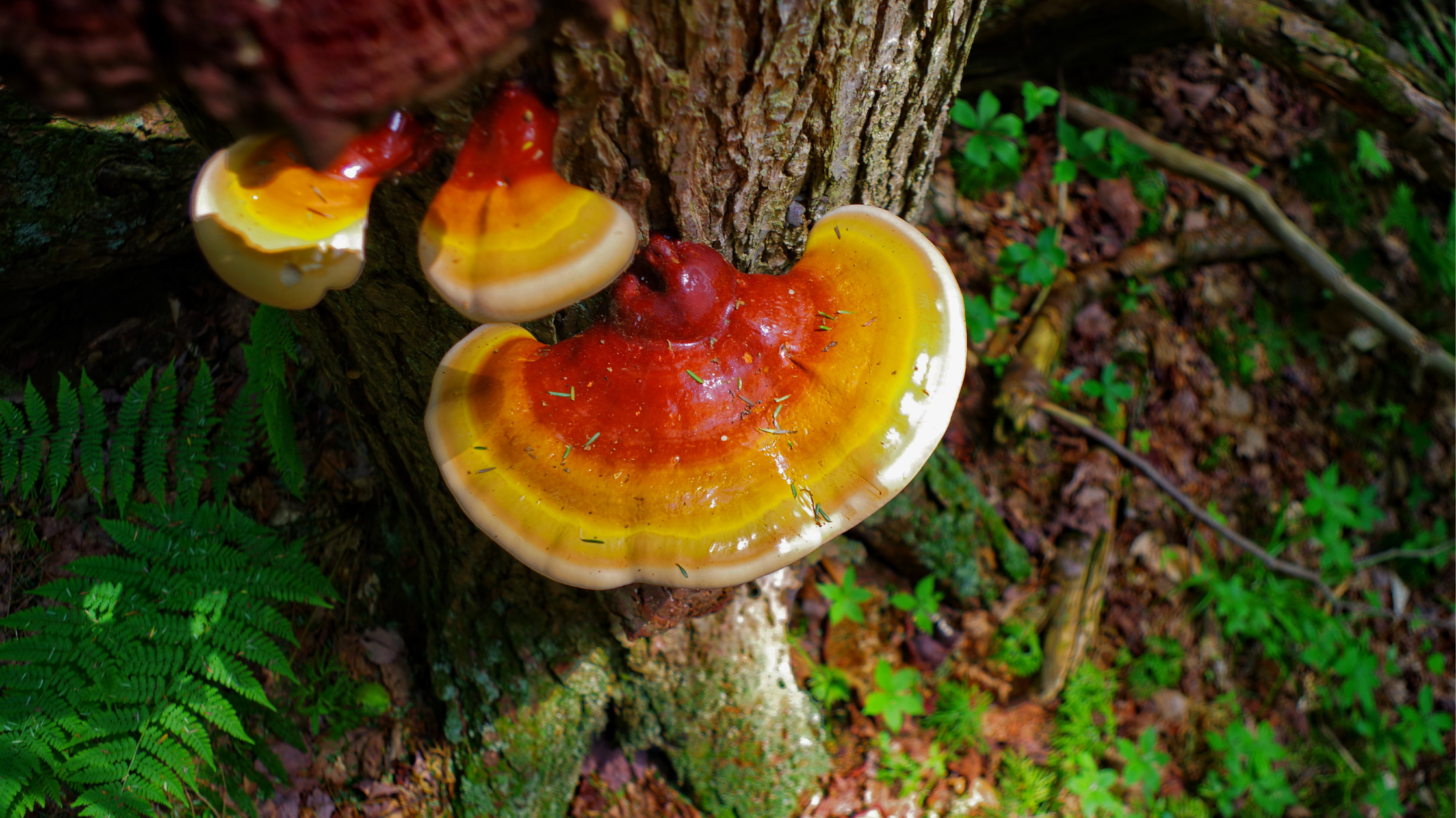 Reishi Mushroom