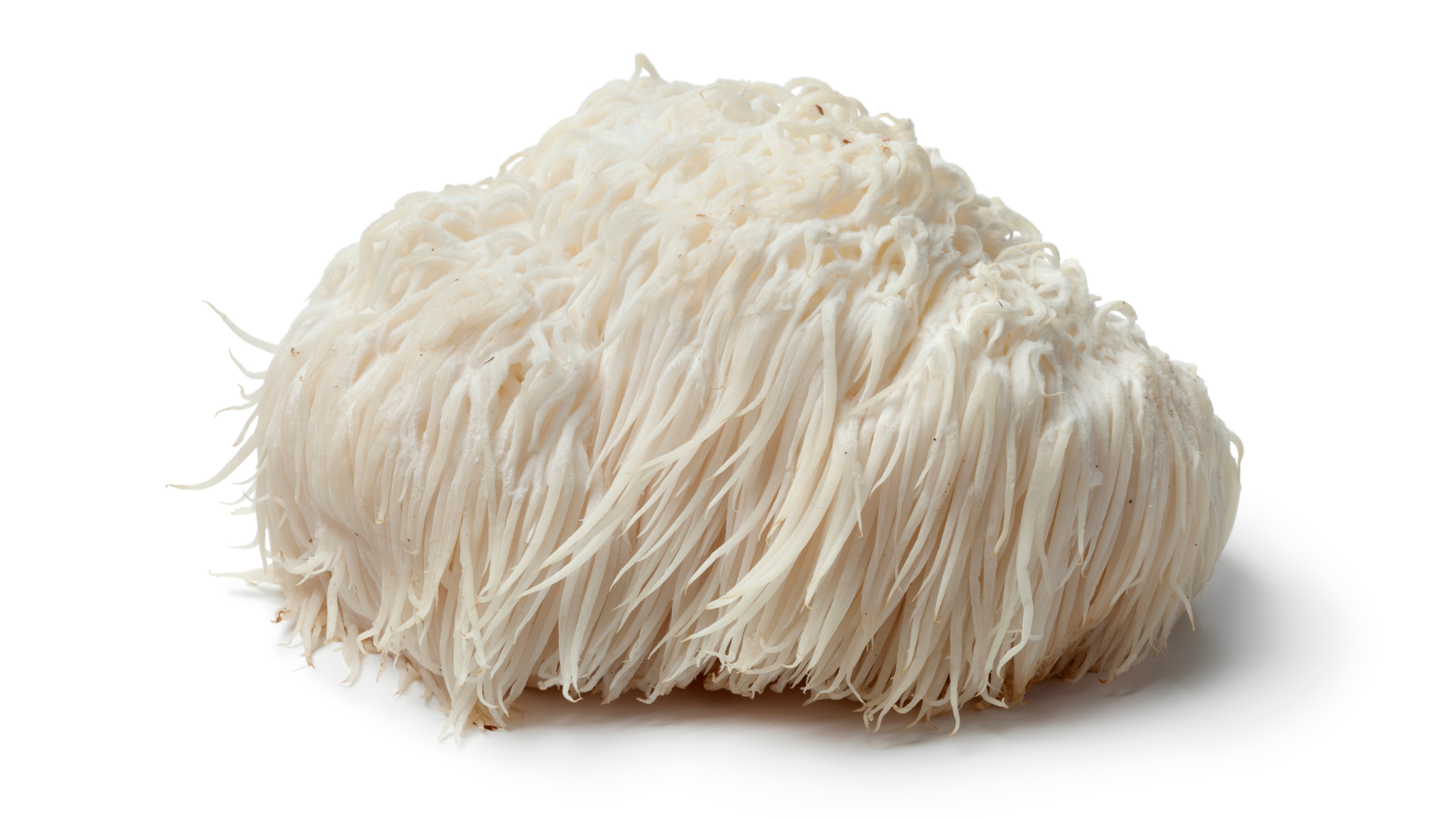 Lion's Mane Mushroom