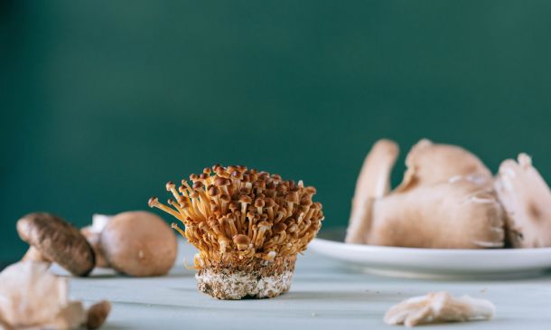 Mushroom ingredients supplier Sempera Organics (Morgan Hill, CA) has signed a collaborative agreement with analytical testing laboratory Alkemist Labs (Garden Grove, CA) to develop testing protocols for fungi-derived bioactive ingredients. “Under the terms of the agreement, Sempera and Alkemist will collaborate on various fronts geared towards improving and developing protocols for testing fungi-derived bio-actives and [&hellip;]