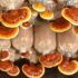Medicinal mushrooms supplements are the latest celebrity wellness trend, adored by the likes of Meghan Markle, Gwyneth Paltrow and Elle Macpherson, but does the science behind them stack up? We took a deep dive into the world of functional mushrooms. Plus, why you need to try ‘shroom stacking’ Meghan Markle, Gwyneth Paltrow, Elle Macpherson — [&hellip;]