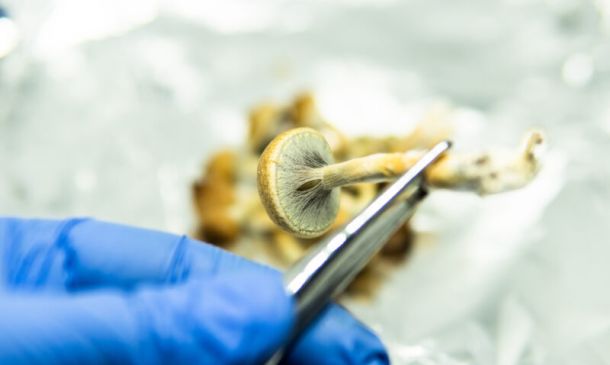 Truffle Report